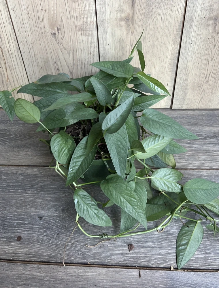 Cebu Blue Pothos Live Plant – 6 inch Pot – Indoor Tropical Vine - Cannot ship to CA - Image 9