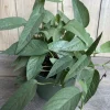 Cebu Blue Pothos Live Plant – 6 inch Pot – Indoor Tropical Vine - Cannot ship to CA - Image 1