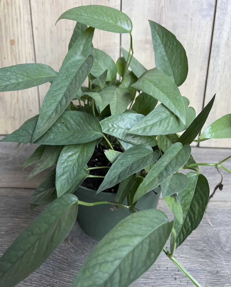 Cebu Blue Pothos Live Plant – 6 inch Pot – Indoor Tropical Vine - Cannot ship to CA - Image 1