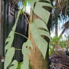 Cebu Blue Pothos Live Plant – Well-Rooted Epipremnum – 4-5 Leaves – Indoor & Outdoor - Image 1