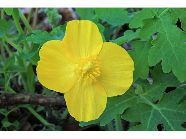 Celandine Poppy 5 Bulb - Stylophorum diphyllum Wood Poppy - Outdoor - Image 2