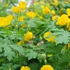 Celandine Poppy 5 Bulb - Stylophorum diphyllum Wood Poppy - Outdoor - Image 1