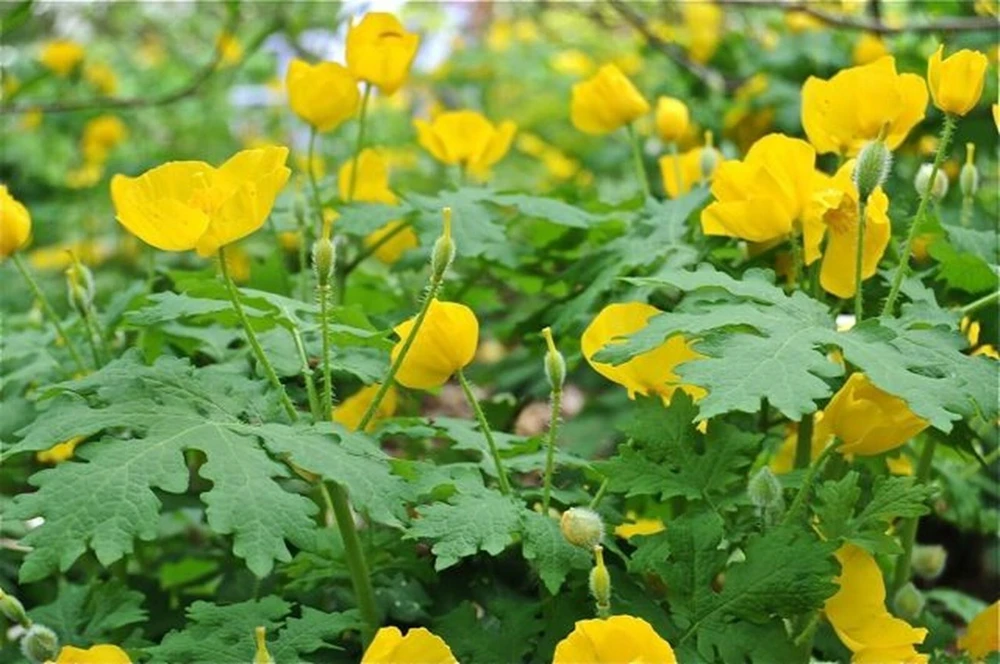 Celandine Poppy 5 Bulb - Stylophorum diphyllum Wood Poppy - Outdoor - Image 1