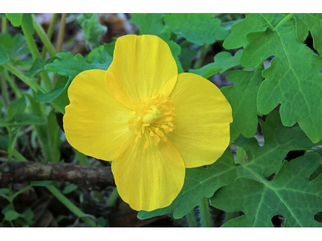 Celandine Poppy Bulbs – 20 Count – Stylophorum diphyllum – Shade Loving - Image 2