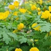 Celandine Poppy Bulbs – 20 Count – Stylophorum diphyllum – Shade Loving - Image 1
