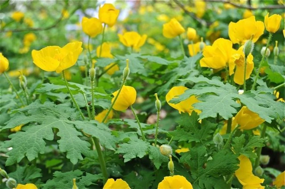 Celandine Poppy Bulbs – 20 Count – Stylophorum diphyllum – Shade Loving - Image 1