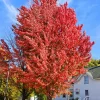 Celebration Maple Live Plant – Quart Pot – Vibrant Fall Color – Outdoor Tree - Image 1