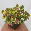 Chameleon Plant Live Plant - Houttuynia cordata - 2.5x4 inch Pot - Rainbow Leaf Ground Cover Perennial Zone 3-9 - Image 1