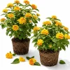 Chapel Hill Gold Lantana Live Plants - Set of 2, Yellow Flowers, 4-7 Inches Tall, Outdoor Shrub - Image 1