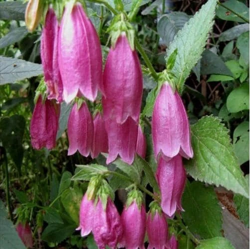 Cherry Bellflower Campanula Live Plant - Cherry Bells Perennial Flower - Image 2