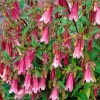 Cherry Bellflower Campanula Live Plant - Cherry Bells Perennial Flower - Image 1