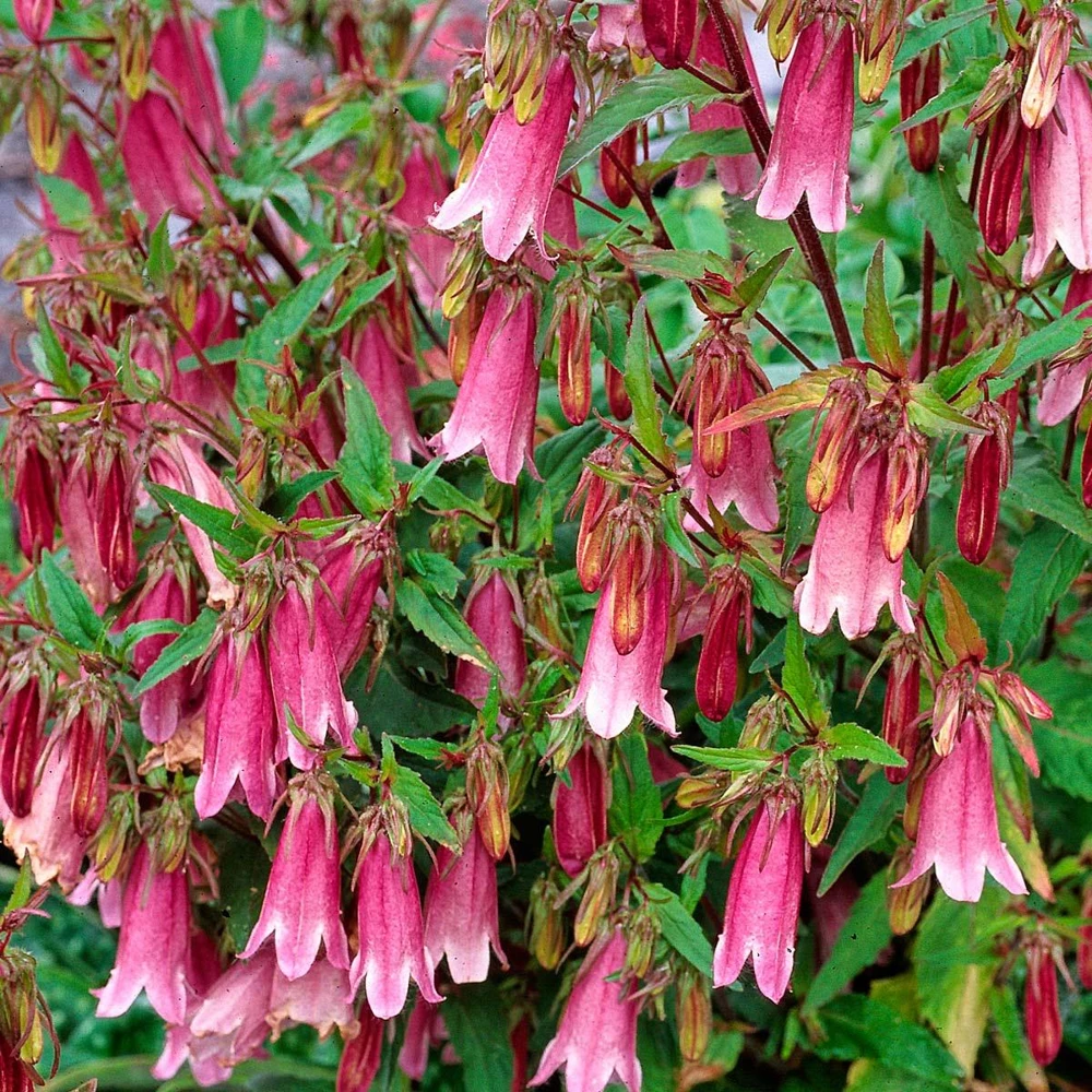 Cherry Bellflower Campanula Live Plant - Cherry Bells Perennial Flower - Image 1