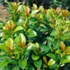 Cherry Laurel Live Plant - 1 Gallon Pot - Evergreen Shrub - Image 1