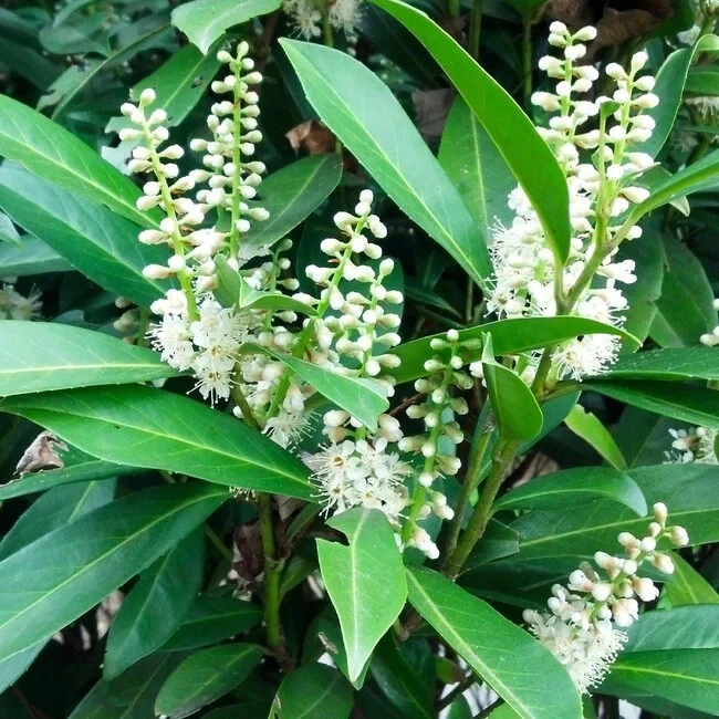 Cherry Laurel Live Plant – 2.5 inch Pot – Prunus caroliniana – Outdoor Shrub - Image 3