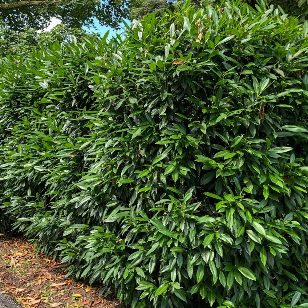 Cherry Laurel Live Plant – 2.5 inch Pot – Prunus caroliniana – Outdoor Shrub - Image 5
