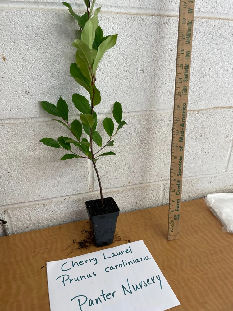 Cherry Laurel Live Plant – 2.5 inch Pot – Prunus caroliniana – Outdoor Shrub - Image 7