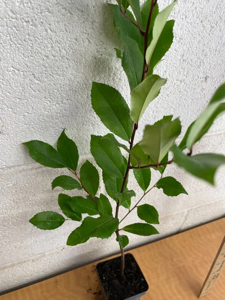 Cherry Laurel Live Plant – 2.5 inch Pot – Prunus caroliniana – Outdoor Shrub - Image 8