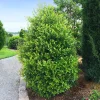 Cherry Laurel Live Plant – 2.5 inch Pot Prunus caroliniana – Evergreen Shrub - Image 1