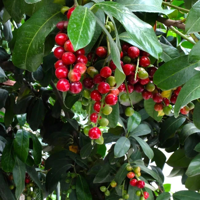 Cherry Laurel Live Plant – Prunus caroliniana – 2.5 inch Pot – Outdoor Shrub - Image 2