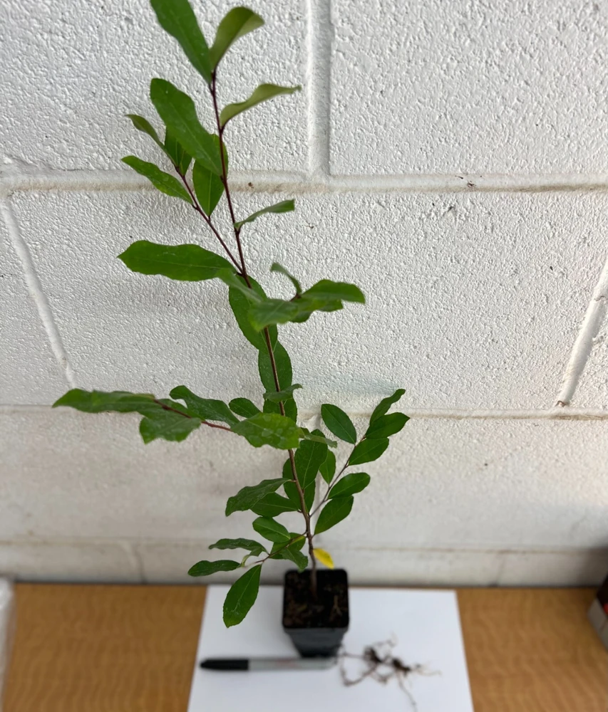 Cherry Laurel Live Plant – Prunus caroliniana – 2.5 inch Pot – Outdoor Shrub - Image 4
