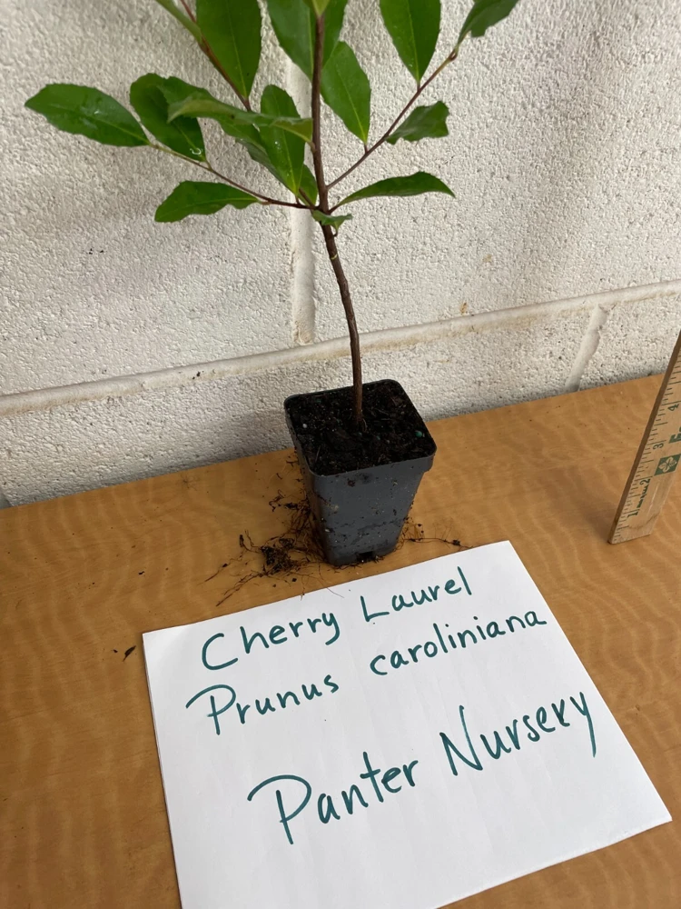 Cherry Laurel Live Plant – Prunus caroliniana – 2.5 inch Pot – Outdoor Shrub - Image 6