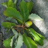 Chestnut Oak Live Plant – Quart Pot – Quercus montana – Hardy Outdoor Tree - Image 1