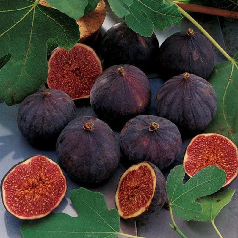 Chicago Hardy Fig Live Plant - Edible Fruit Tree - 4 inch Pot - USDA Zones 5-10 - Image 2