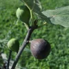 Chicago Hardy Fig Live Plant - Edible Fruit Tree - 4 Inch Tall - Outdoor - Image 1
