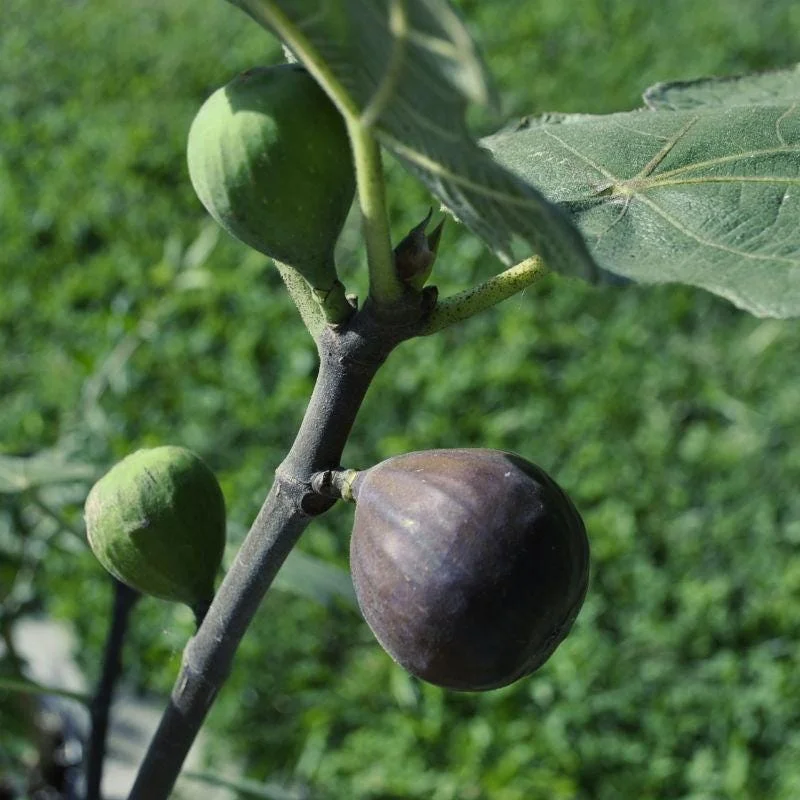 Chicago Hardy Fig Live Plant - Edible Fruit Tree - 4 inch Pot - USDA Zones 5-10 - Image 1