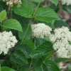 Chicago Lustre Viburnum Shrub Live Plant - Hardy Outdoor Landscaping - Image 1