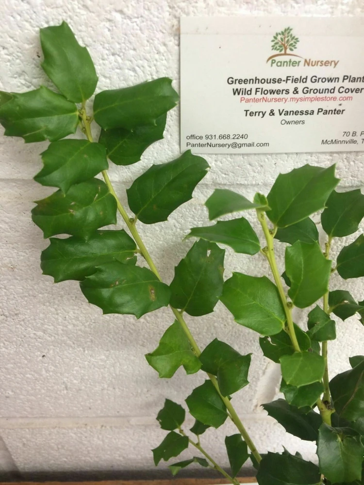 China Girl Holly Live Plant - Quart Pot - Evergreen Shrub Outdoor - Image 2