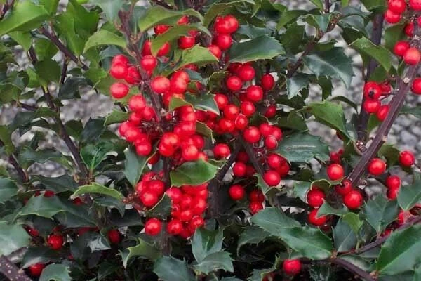 China Girl Holly Live Plant - Quart Pot - Evergreen Shrub Outdoor - Image 1
