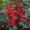 China Girl Holly Live Plant – Quart Pot – Evergreen Shrub with Red Berries – Outdoor - Image 1