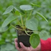 Chinese Money Plant - Pilea Peperomioides Live Houseplant - 4 Inch Pot - Image 1