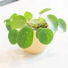 Chinese Money Plant (Pilea Peperomioides) Live Houseplant - Indoor Plant - Image 1