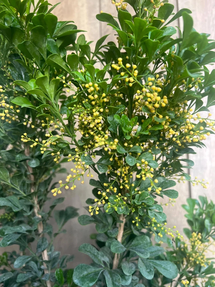 Chinese Perfume Tree Live Plant - Aglaia odorata - Fragrant Blooms - 10 inch Pot - Cannot ship to CA - Image 2