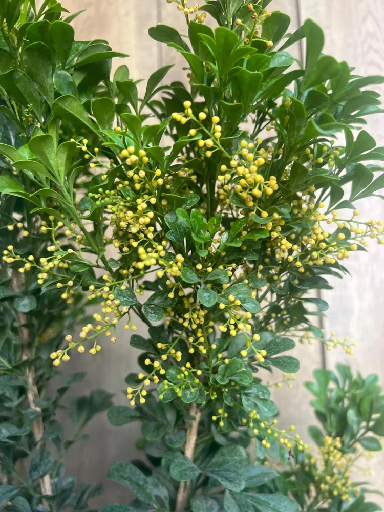 Chinese Perfume Tree Live Plant - Aglaia odorata - Fragrant Blooms - 10 inch Pot - Cannot ship to CA - Image 3