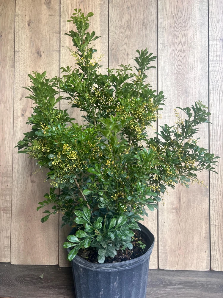 Chinese Perfume Tree Live Plant - Aglaia odorata - Fragrant Blooms - 10 inch Pot - Cannot ship to CA - Image 4