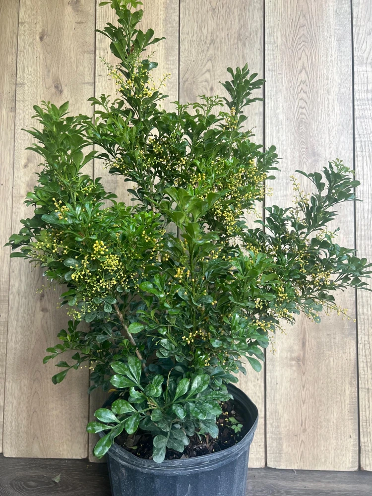 Chinese Perfume Tree Live Plant - Aglaia odorata - Fragrant Blooms - 10 inch Pot - Cannot ship to CA - Image 5