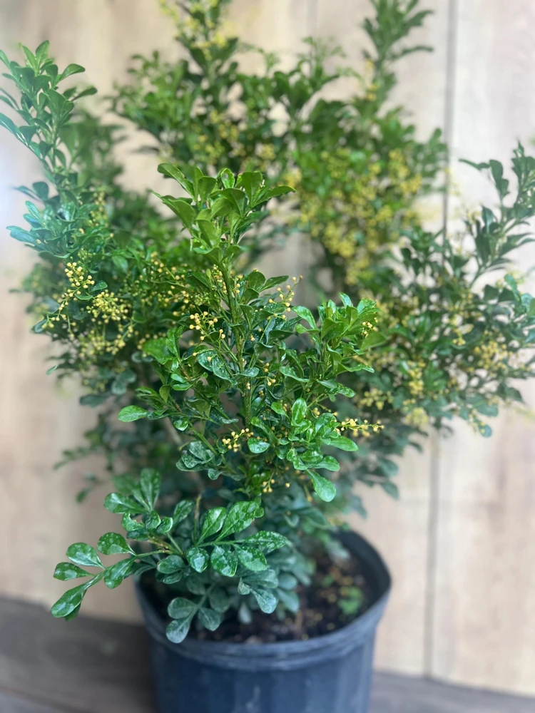Chinese Perfume Tree Live Plant - Aglaia odorata - Fragrant Blooms - 10 inch Pot - Cannot ship to CA - Image 6