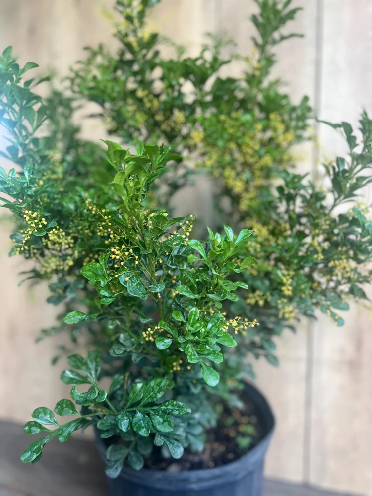 Chinese Perfume Tree Live Plant - Aglaia odorata - Fragrant Blooms - 10 inch Pot - Cannot ship to CA - Image 7