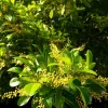 Chinese Perfume Tree Live Plant - Aglaia odorata - Fragrant Blooms - 10 inch Pot - Cannot ship to CA - Image 1