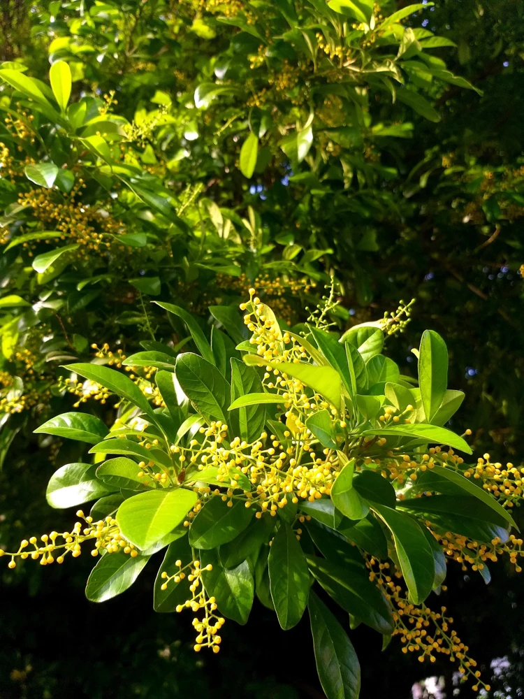 Chinese Perfume Tree Live Plant - Aglaia odorata - Fragrant Blooms - 10 inch Pot - Cannot ship to CA - Image 1