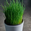 Chives Live Plant Set - 2 Pack, 4 Inch Tall Culinary Herb for Indoor/Outdoor Garden - Image 1