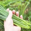 Chives Live Plant Set - 2 Pack, 4in Tall - Perennial Culinary Herb - Image 1