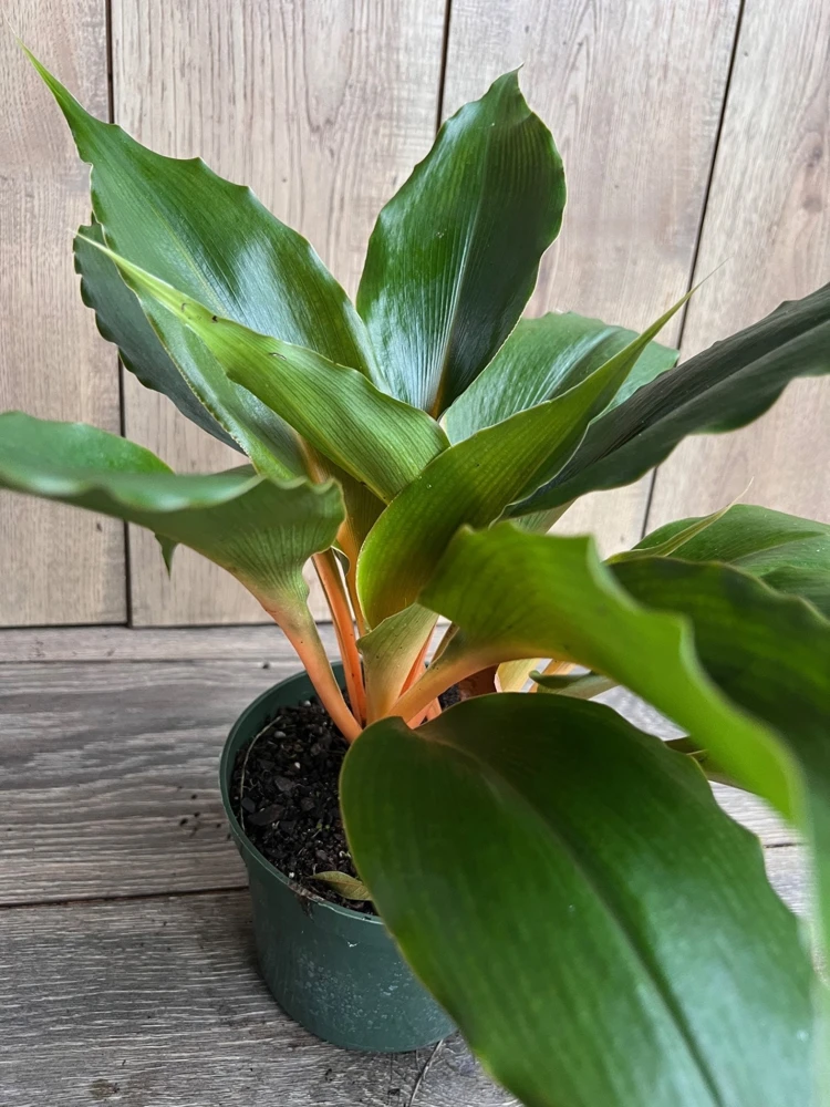 Chlorophytum 'Mandarin Orange' Live Plant – 6 inch Pot – Indoor Houseplant - Cannot ship to CA - Image 2