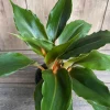 Chlorophytum 'Mandarin Orange' Live Plant – 6 inch Pot – Indoor Houseplant - Cannot ship to CA - Image 1