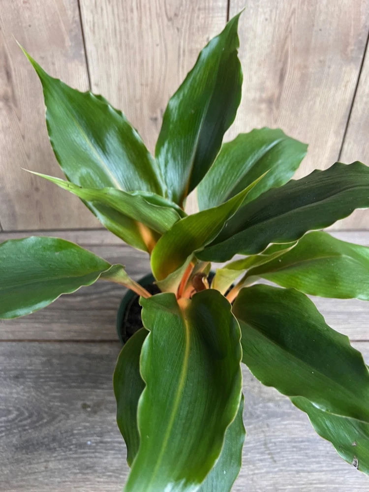 Chlorophytum 'Mandarin Orange' Live Plant – 6 inch Pot – Indoor Houseplant - Cannot ship to CA - Image 1