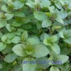 Chocolate Mint Live Plant - 4" Pot - Culinary Herb - Fragrant Perennial - Image 1