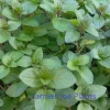 Chocolate Mint Live Plant - Aromatic Culinary Herb, 4 inch Tall - Image 1